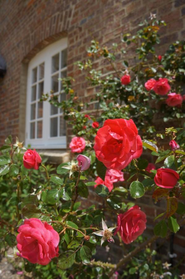 The Old Mill Bed And Breakfast Bere Regis Exterior photo